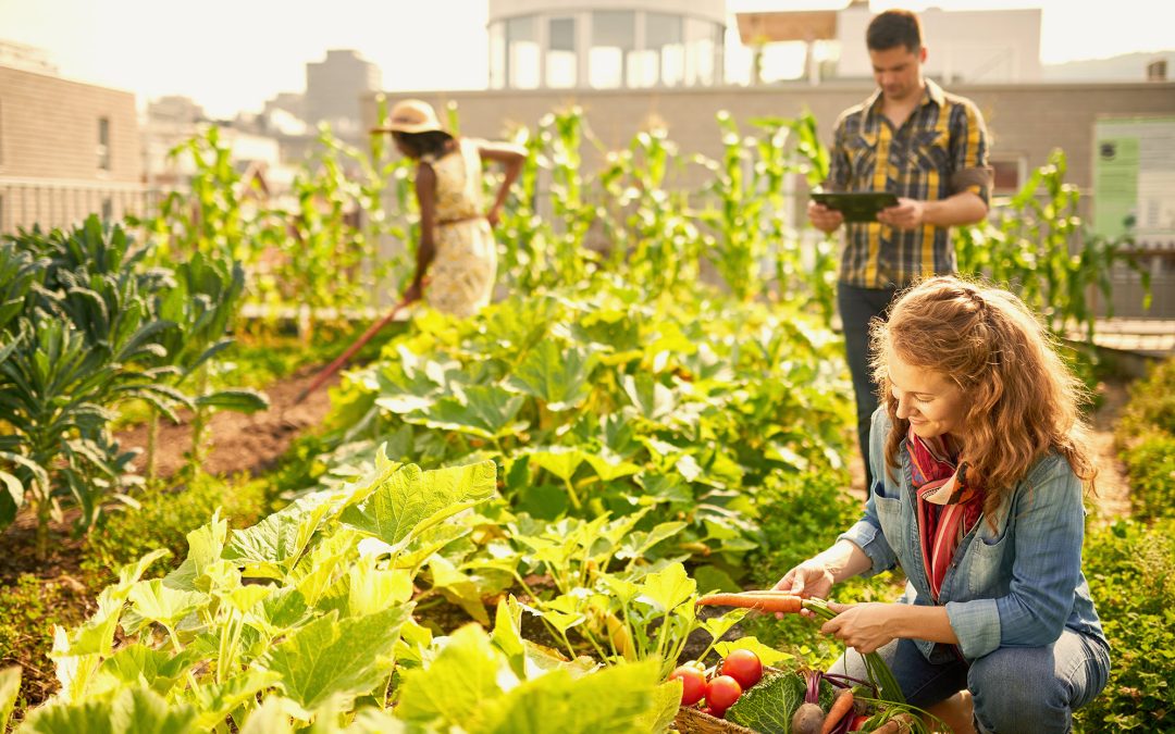 Building a Greener Future: Why is food sustainability important?