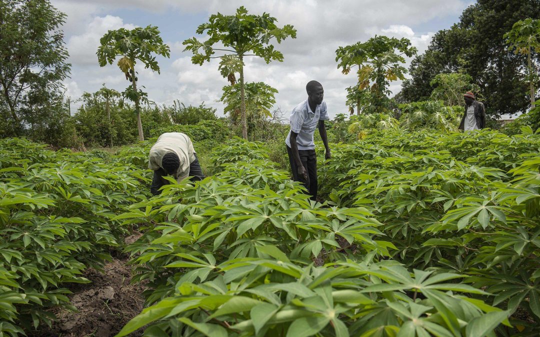 Strengthening Food Security: How could a community increase its food security?